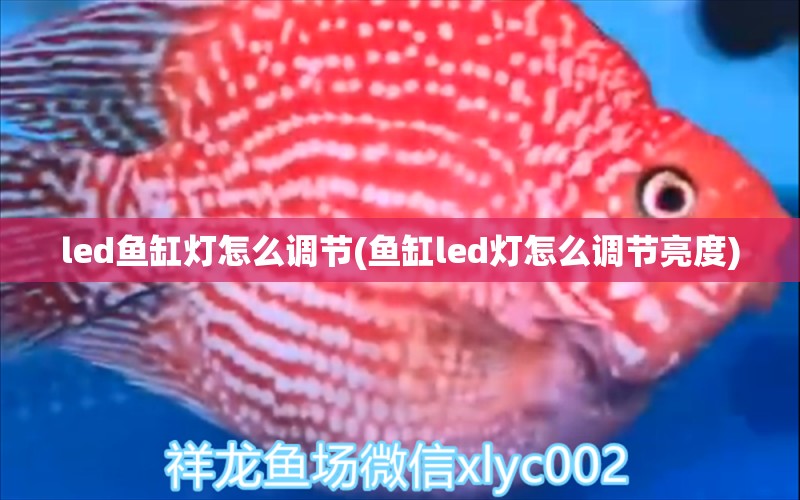 led鱼缸灯怎么调节(鱼缸led灯怎么调节亮度)