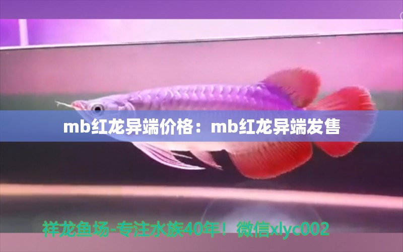 mb红龙异端价格：mb红龙异端发售