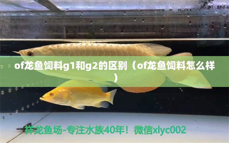 of龙鱼饲料g1和g2的区别（of龙鱼饲料怎么样） 龙鱼疾病与治疗