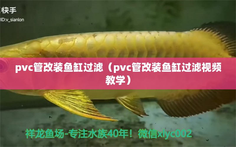 pvc管改装鱼缸过滤（pvc管改装鱼缸过滤视频教学） 银古鱼苗