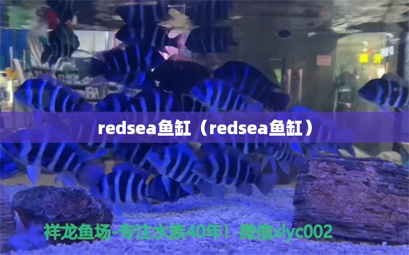 redsea鱼缸（redsea鱼缸）