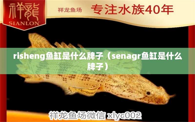 risheng鱼缸是什么牌子（senagr鱼缸是什么牌子） 细线银板鱼苗