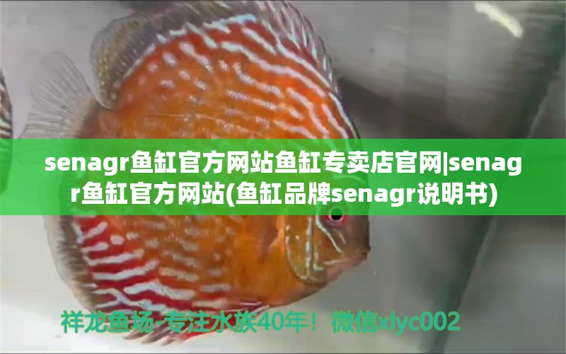 senagr鱼缸官方网站鱼缸专卖店官网|senagr鱼缸官方网站(鱼缸品牌senagr说明书) 龙凤鲤鱼 第1张