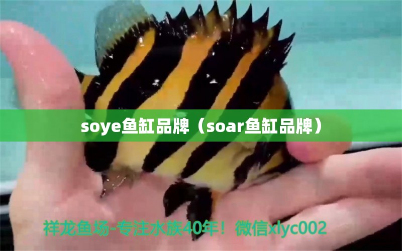 soye鱼缸品牌（soar鱼缸品牌） 星座运势