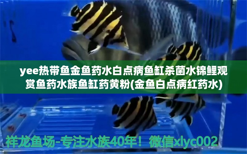 yee热带鱼金鱼药水白点病鱼缸杀菌水锦鲤观赏鱼药水族鱼缸药黄粉(金鱼白点病红药水)