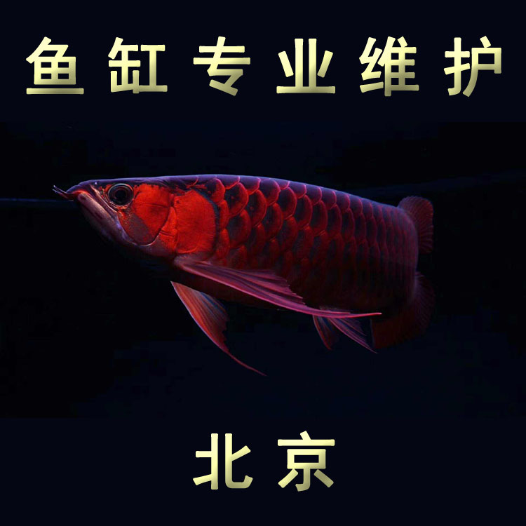 大小混养成功的红龙赞 水族维护服务（上门）