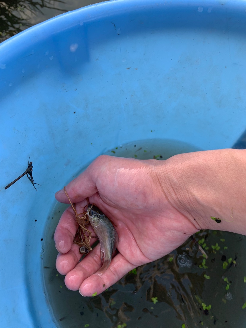 水沟捞小鱼 刀鱼鱼 第6张