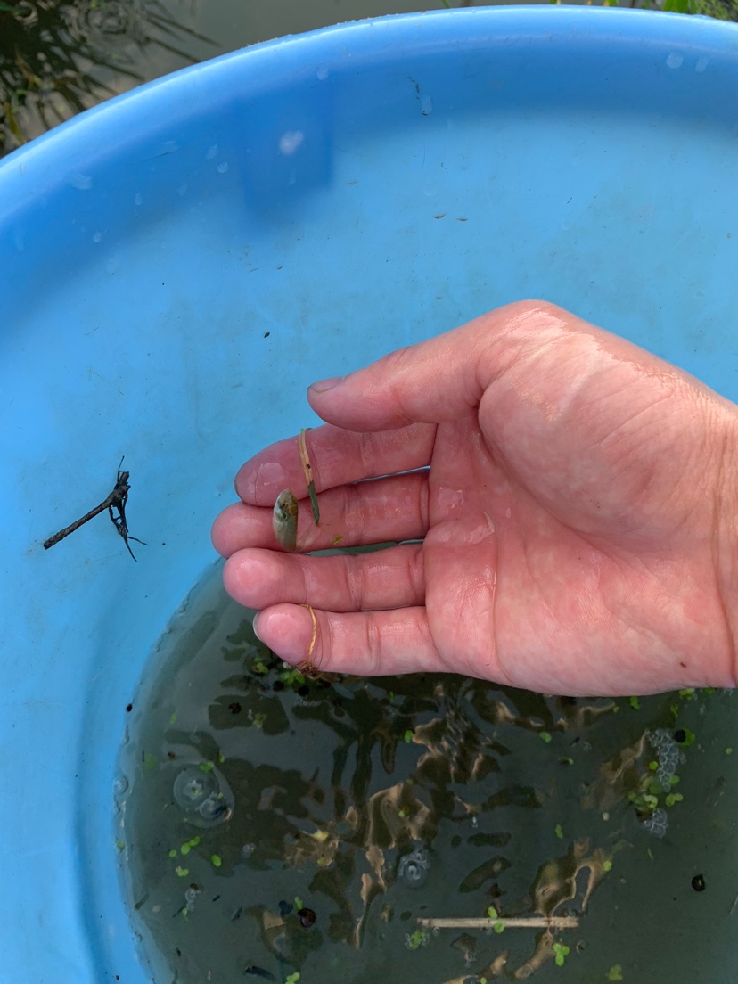 水沟捞小鱼 刀鱼鱼 第5张