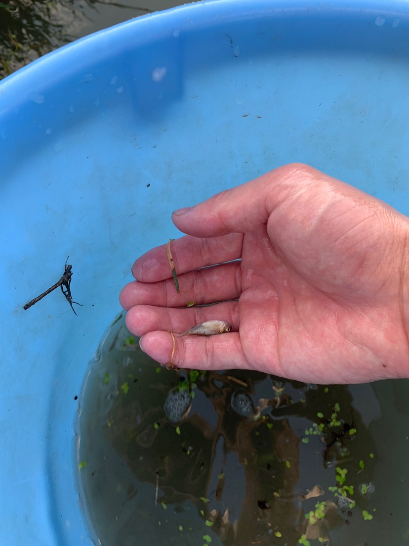 水沟捞小鱼 刀鱼鱼 第4张