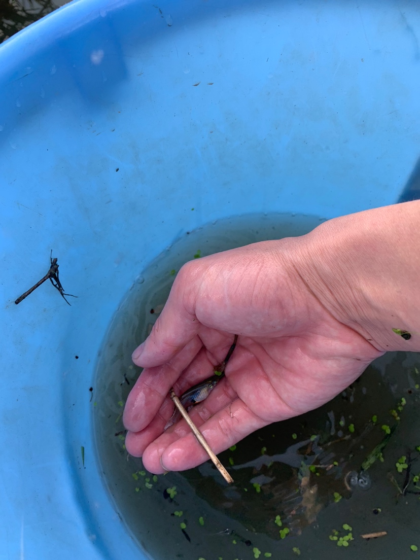 水沟捞小鱼 刀鱼鱼 第7张