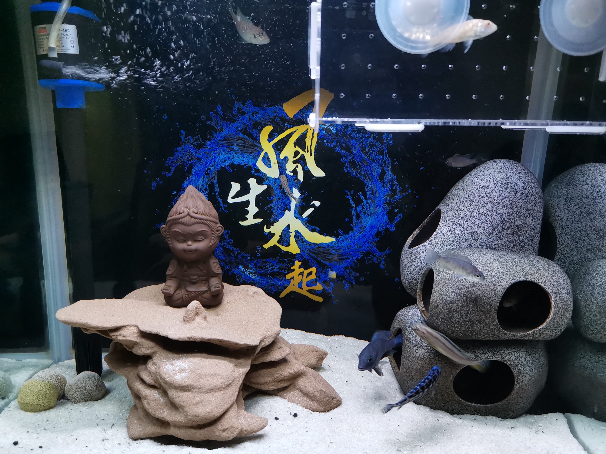 入手几条幼鲷看能不能养大 祥龙水族滤材/器材 第1张