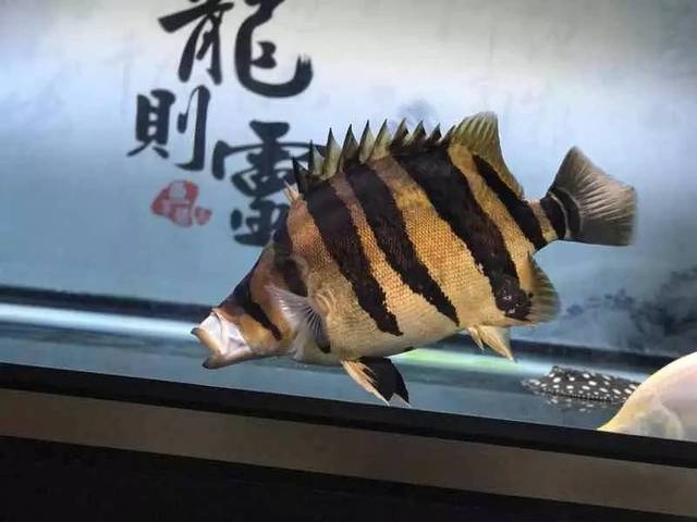 小兰寿们吃食记录