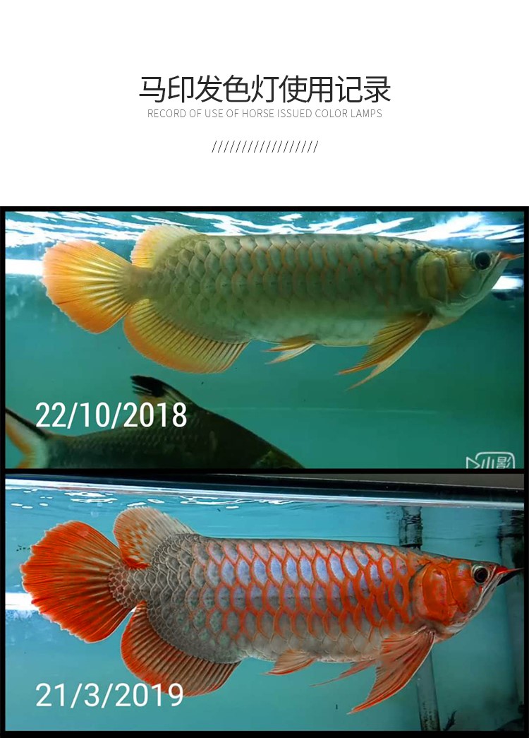 马印龙鱼灯管红金龙鱼专用灯T5潜水灯鱼缸水族防水灯照明灯水中灯 马印水族 第21张