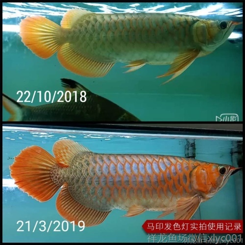 马印龙鱼灯管红金龙鱼专用灯T5潜水灯鱼缸水族防水灯照明灯水中灯 马印水族 第4张