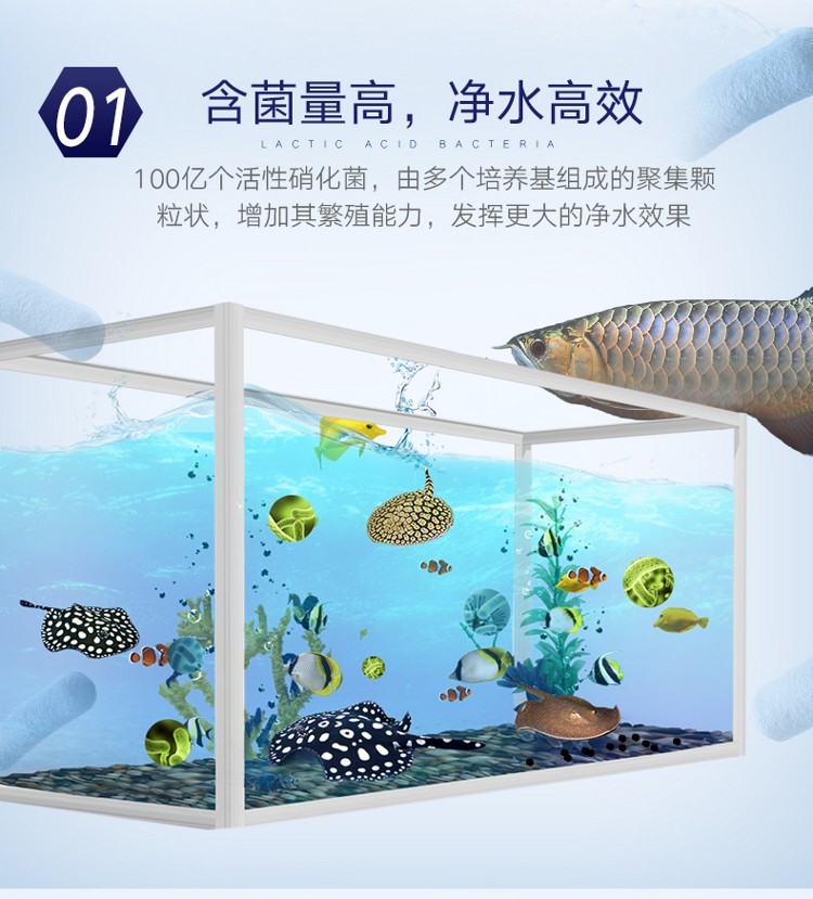 百因美魟鱼龙鱼硝化酵素水族硝化细菌活性消化菌大水体养殖专用 硝化细菌 第14张