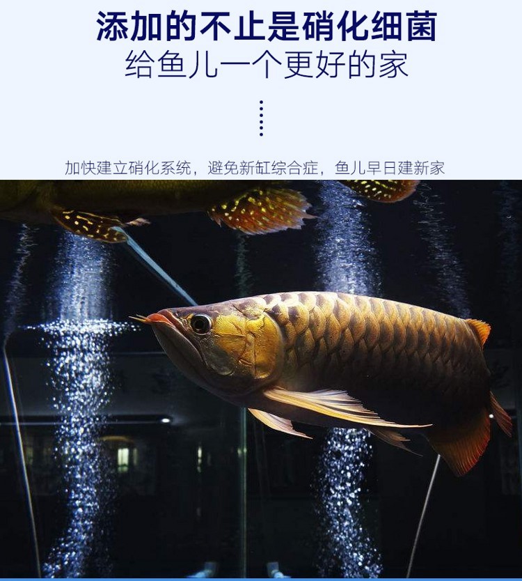 百因美魟鱼龙鱼硝化酵素水族硝化细菌活性消化菌大水体养殖专用 硝化细菌 第18张