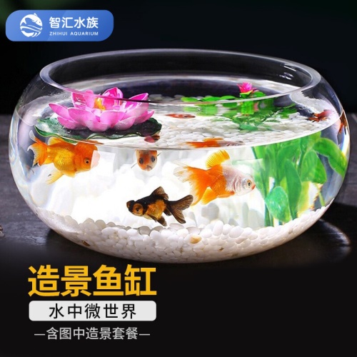 智汇玻璃鱼缸圆形水族箱客厅家用小鱼缸带造景金鱼缸鼓缸迷你桌面创意乌龟缸加厚透明草缸20鼓缸+造景套装（彩石+水草+扇贝+贝壳） 乌龟 第9张