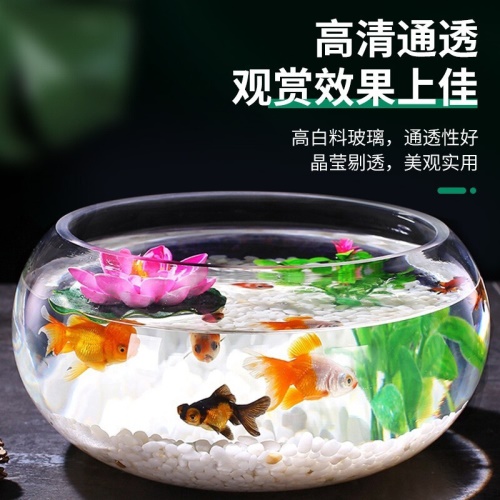 智汇玻璃鱼缸圆形水族箱客厅家用小鱼缸带造景金鱼缸鼓缸迷你桌面创意乌龟缸加厚透明草缸20鼓缸+造景套装（彩石+水草+扇贝+贝壳） 乌龟 第6张