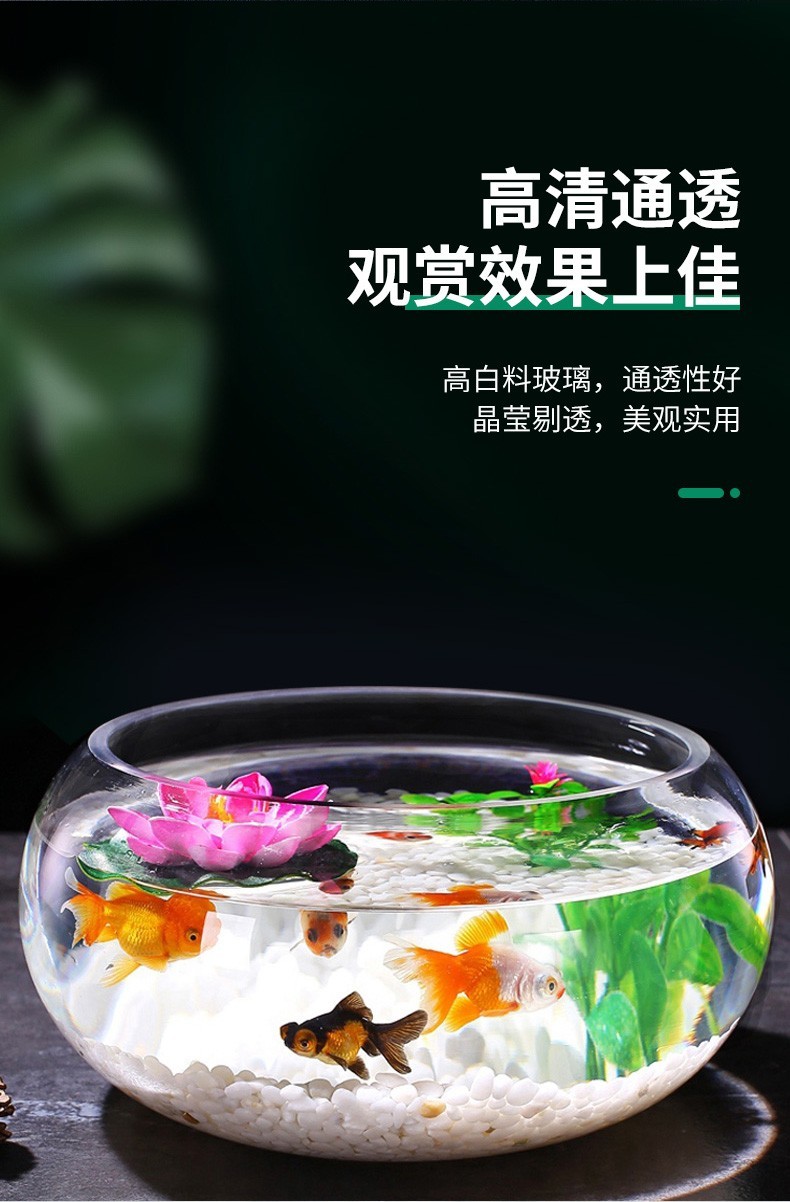 智汇玻璃鱼缸圆形水族箱客厅家用小鱼缸带造景金鱼缸鼓缸迷你桌面创意乌龟缸加厚透明草缸20鼓缸+造景套装（彩石+水草+扇贝+贝壳） 乌龟 第32张