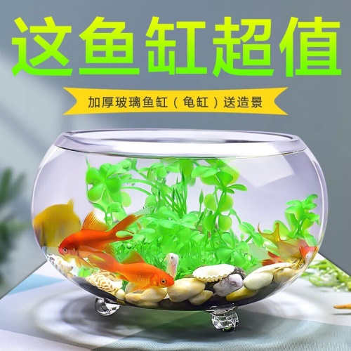 喜莱卡水族箱办公桌面透明鱼缸椭圆金鱼缸创意小型造景生态圆形鱼缸客梯家用浮法玻璃鱼缸热带鱼缸懒人鱼缸 鱼缸/水族箱 第11张