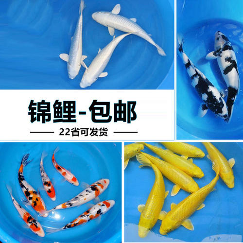 喜莱卡水族箱办公桌面透明鱼缸椭圆金鱼缸创意小型造景生态圆形鱼缸客梯家用浮法玻璃鱼缸热带鱼缸懒人鱼缸 鱼缸/水族箱 第112张