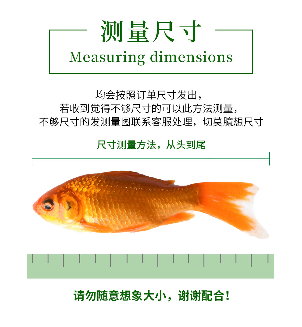 鱼多趣锦鲫12条（3:5cm）活体草金鱼 观赏鱼市场（混养鱼） 第86张