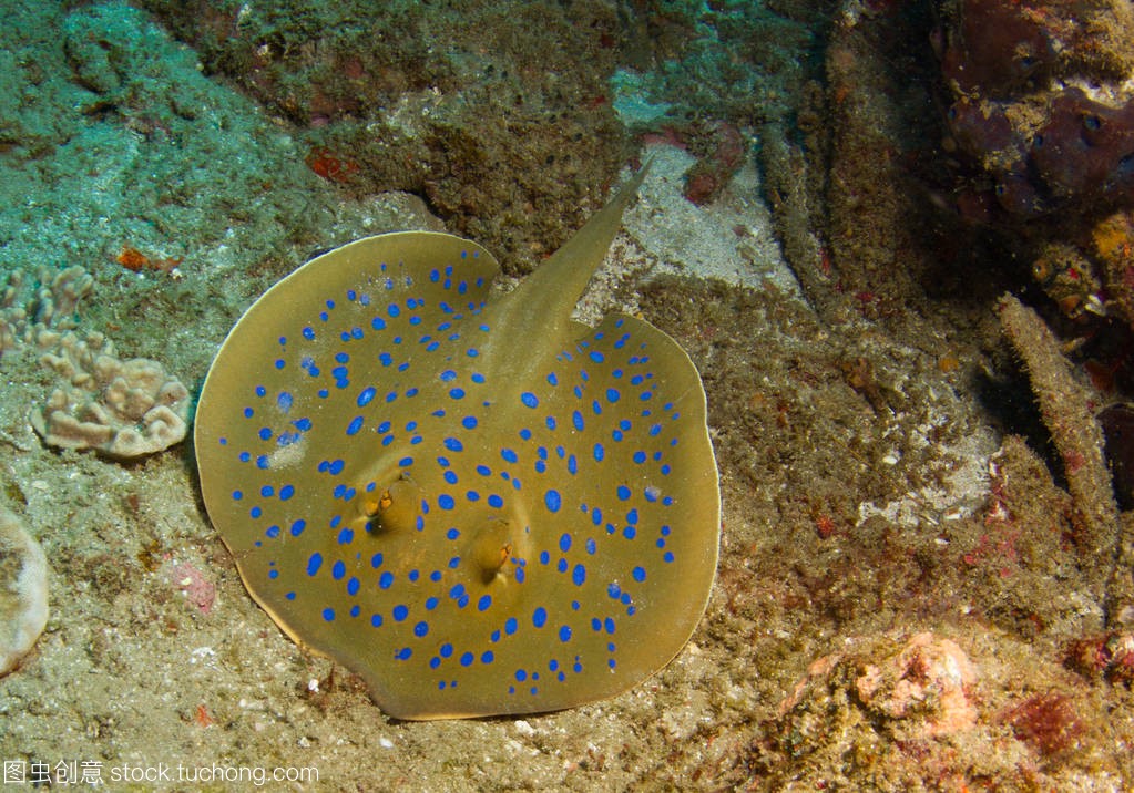 美国贝立海鱼缸水族箱外置过滤桶器原装生化棉现货ECEF1500配件 鱼缸/水族箱 第13张