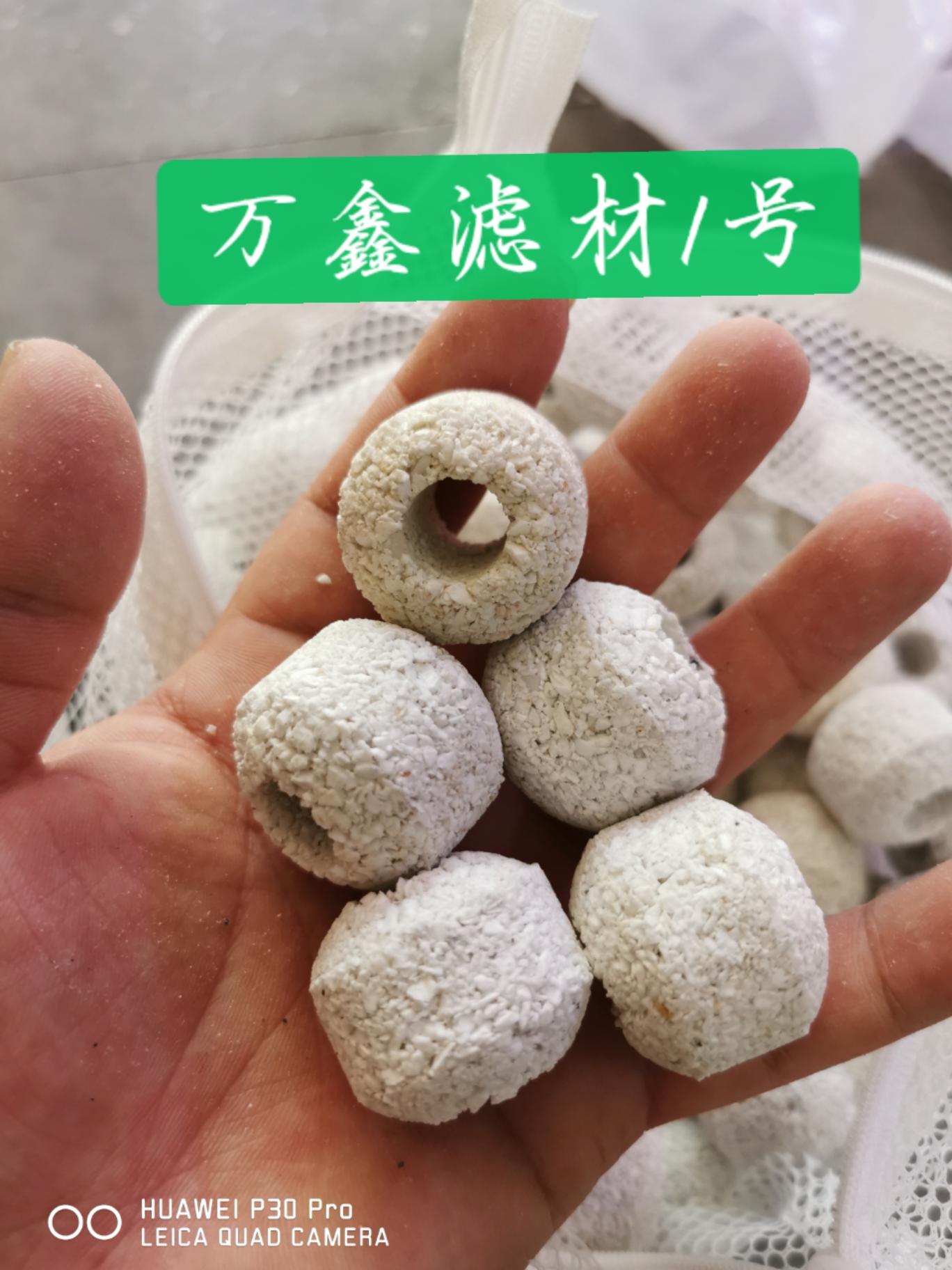 高端鱼的必备品 埃及神仙鱼 第5张