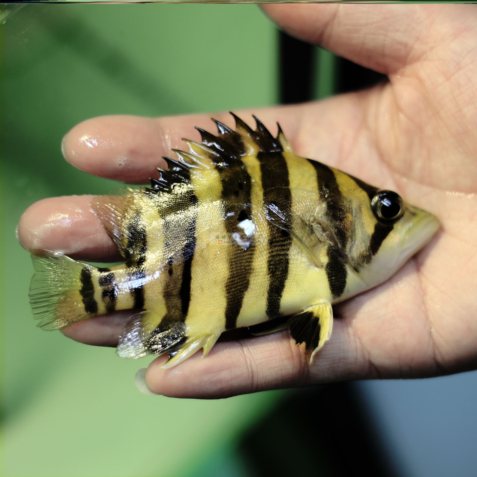 羡鱼水族箱鱼缸温度计玻璃水温计草缸温度计壁挂式挂钩温度计 鱼缸/水族箱 第7张