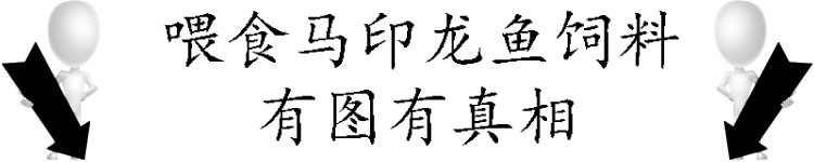 马印龙鱼饲料金龙鱼饲料龙鱼饲料专用鱼食红龙鱼饲料龙鱼饲料活体 马印水族 第22张