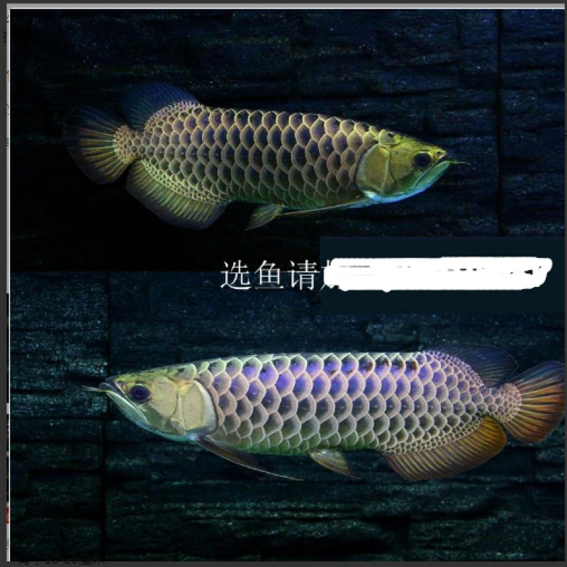 止逆阀止回阀鱼缸水族增氧机增氧泵鱼缸氧气泵搭配止水阀单向阀 蓝底过背金龙鱼 第5张