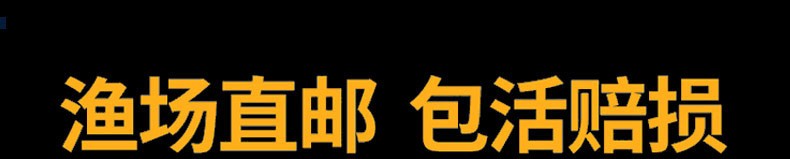 锦鲤活鱼纯种观赏鱼小型好养冷水淡水鱼大正三色鱼苗锦鲤活体华狄 虎纹银版鱼 第103张