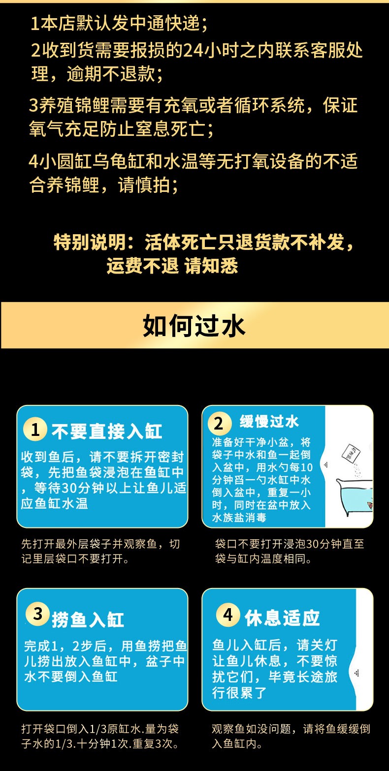 锦鲤活鱼纯种观赏鱼小型好养冷水淡水鱼大正三色鱼苗锦鲤活体华狄 虎纹银版鱼 第112张