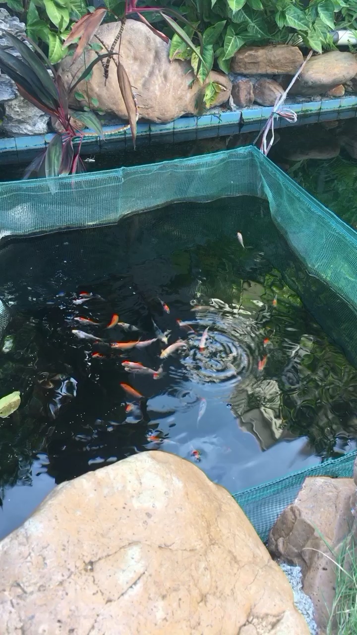 大小和谐共生 水族灯（鱼缸灯） 第1张