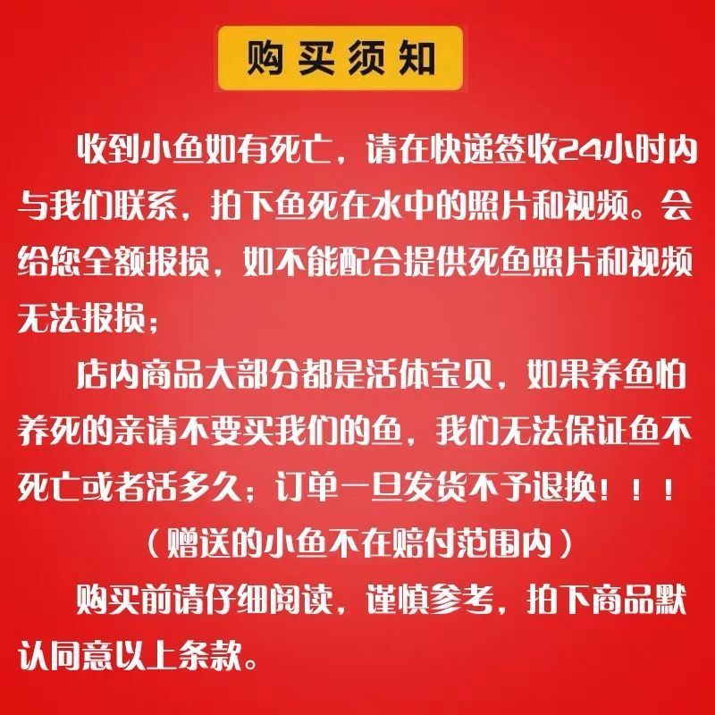 冷水观赏鱼狮子头金鱼活体好养耐活淡水大中小型鱼苗宠物鱼珍珠碟尾鎏金兰寿金鱼活体鱼苗 其它水族用具设备 第101张