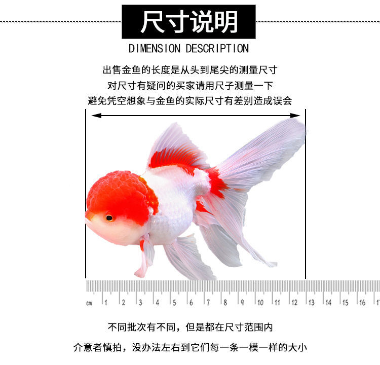 冷水观赏鱼狮子头金鱼活体好养耐活淡水大中小型鱼苗宠物鱼珍珠碟尾鎏金兰寿金鱼活体鱼苗 其它水族用具设备 第115张