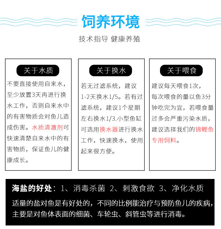 冷水观赏鱼狮子头金鱼活体好养耐活淡水大中小型鱼苗宠物鱼珍珠碟尾鎏金兰寿金鱼活体鱼苗 其它水族用具设备 第125张