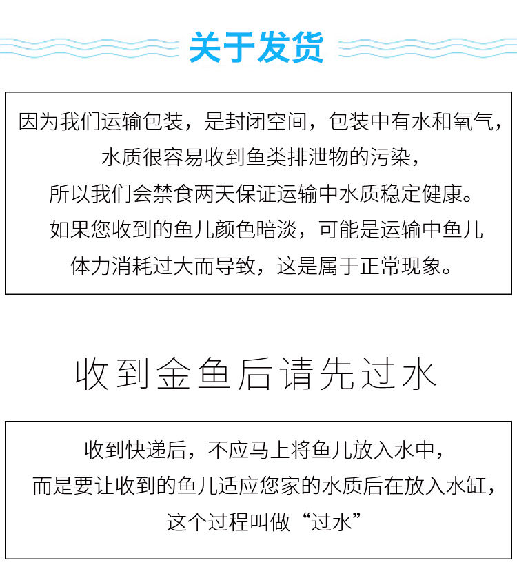 冷水观赏鱼狮子头金鱼活体好养耐活淡水大中小型鱼苗宠物鱼珍珠碟尾鎏金兰寿金鱼活体鱼苗 其它水族用具设备 第124张