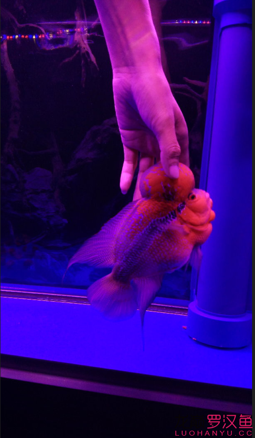 赢明峰水族菩提饲料毒毒毒罗 除藻剂 第1张