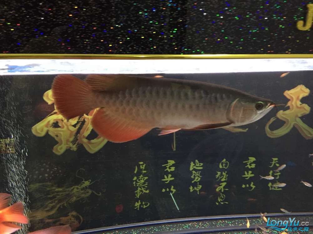 求降温办法 祥龙龙鱼专用水族灯 第4张