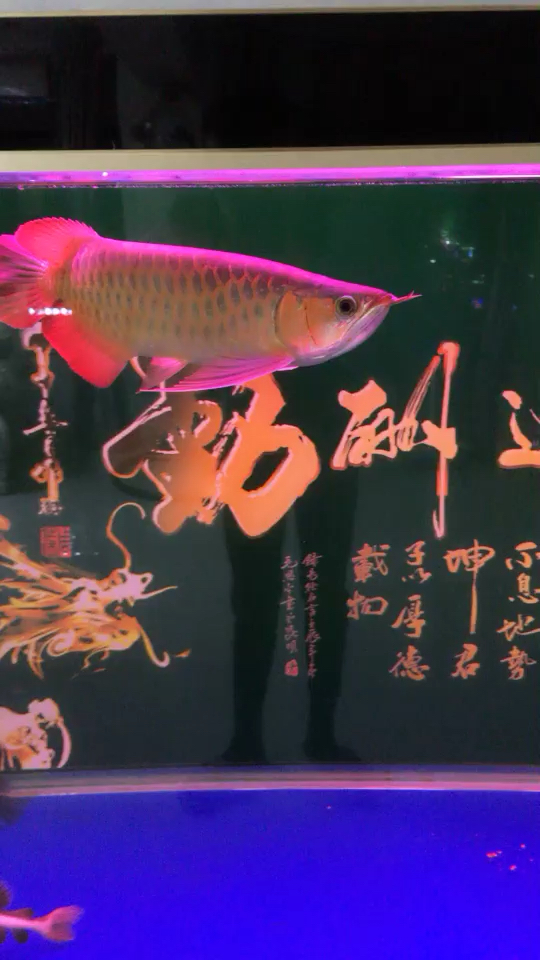 广州水族馆体型 鱼粮鱼药 第2张