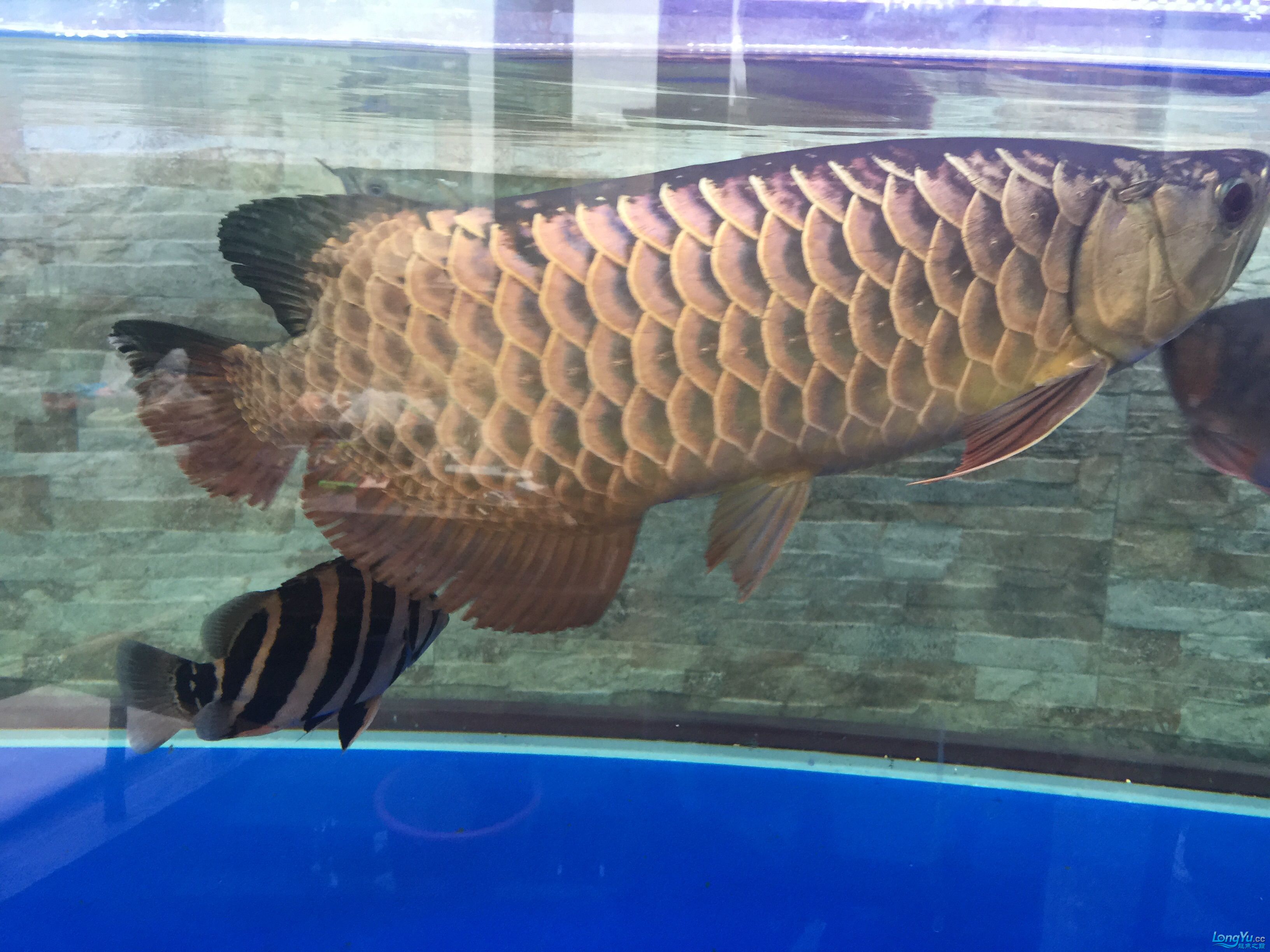 广州水族批发市场三条猛龙混养 观赏鱼水族批发市场 第8张