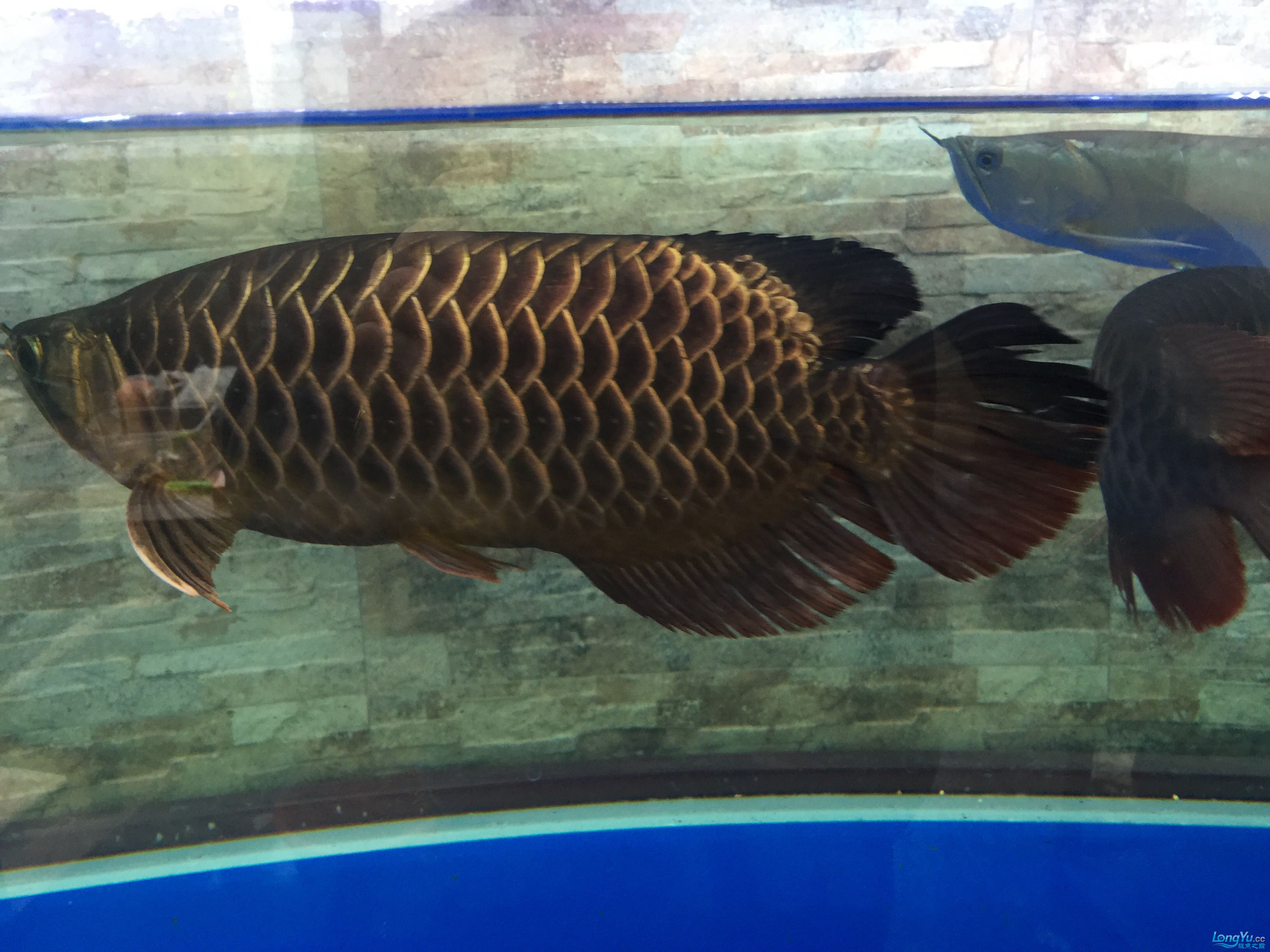 广州水族批发市场三条猛龙混养 观赏鱼水族批发市场 第7张