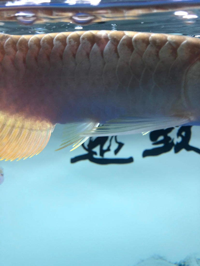 请教一下小金龙臀鳍里有个小白点是什么 祥龙水族滤材/器材 第5张