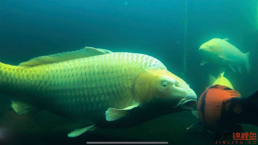 广州水族批发市场锦鲤突眼的原因及治疗 观赏鱼水族批发市场 第4张