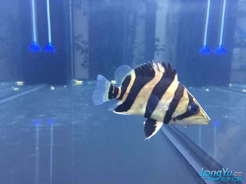 广州水族馆前辈们:忽明忽暗啥原因？ 祥龙传奇品牌鱼缸 第2张