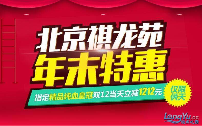 龙巅商城1212水族盛典省到赚到 圣菲埃及鱼 第6张