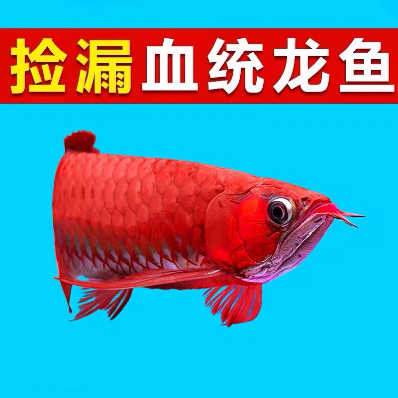 出售皇冠黑白半套小鱼 鱼缸等水族设备 第6张