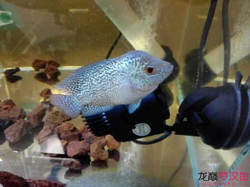 赢明峰水族菩提饲料梦实泰二罗 苏虎 第8张