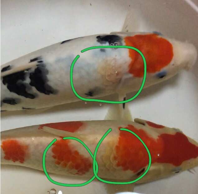 鱼出些问题麻烦大家看看 大日玉鲭鱼 第6张